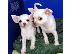 PoulaTo: Kc λευκό γαλακτώδες sm.ct αρσενικό κουτάβι Chihuahuas